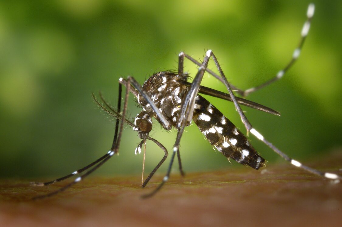 4 Easy Ways to Get a Start on Protecting a Yard from Mosquitos