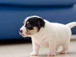 Puppy Shorts-Puppy Nutrition: Feeding Guidelines and Dietary Needs